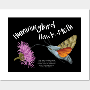 Hummingbird Hawk-Moth Posters and Art